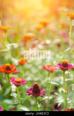 Rosa Lila sonnendurchflutete Blumen mit Gerbera Daisy. Stockfoto