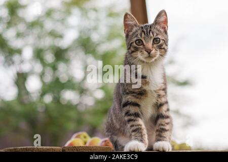 Graue Katze sitzt auf einer Bank im Garten. Stockfoto