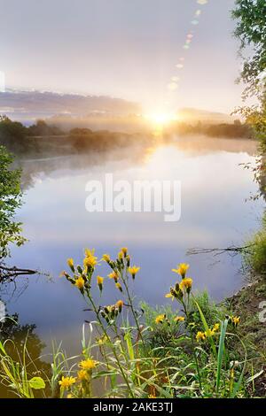 Schönen Morgen auf einem Fluss Mäander in eine natürliche Landschaft mit viel Nebel und Dampf bei Sonnenaufgang mit wilden gelben Blumen im Vordergrund. Stockfoto