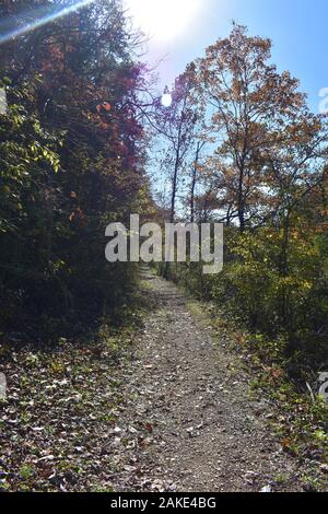 Welch Spring Trail, der zu den Welch Spring und Hospital Ruins führt, (mehr wie ein Wellness-Spa), am Current River, nahe Jadwin, Missouri, MO, USA. Stockfoto