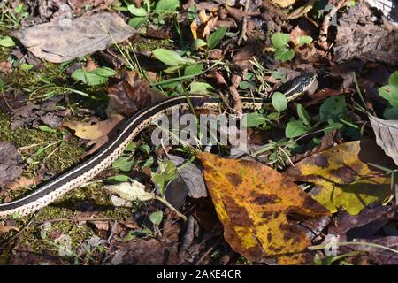 Eine westliche Bandschlange (Thamnophis proximus) durchquert einen Pfad zu den Welch Spring und Hospital Ruinen in Missouri, MO, USA, USA Stockfoto