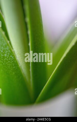 Ein dunkler Makroschuss aus aloen Palmenblättern in einem Pflanzentopf Stockfoto