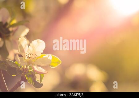 Spring Blossom: Filiale einer blühenden Apfelbaum im Garten Hintergrund. Stockfoto