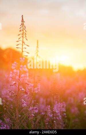 Kiprei Kräutertee auf Sonnenuntergang Feld, close-up Stockfoto