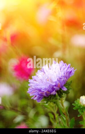 Farbenfrohe Chrysanthemen Blume Makroaufnahme. Chrysantheme gelb, rot, lila Farbe Blume Hintergrund Stockfoto