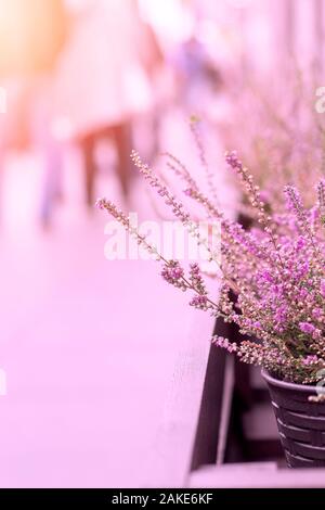 Rosa Heidekraut eingepflanzt In Wicker Topf auf der Straße mit Sonnenlicht. Nahaufnahme Stockfoto