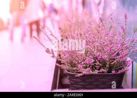 Rosa Heidekraut eingepflanzt In Wicker Topf auf der Straße mit Sonnenlicht. Nahaufnahme Stockfoto