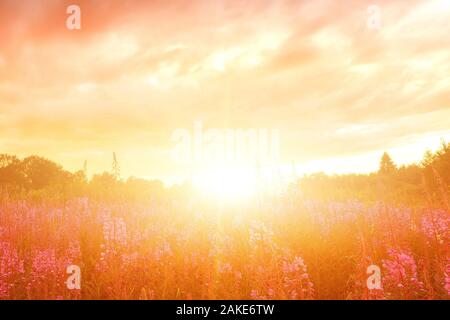 Rosa Ivan - Tee oder Epilobium Kräutertee auf Sonnenuntergang Feld, Nahaufnahme. Blumen von Rosebay Weidenröschen Im Sonnenuntergang Stockfoto