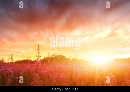 Rosa Ivan - Tee oder Epilobium Kräutertee auf Sonnenuntergang Feld, Nahaufnahme. Blumen von Rosebay Weidenröschen Im Sonnenuntergang Stockfoto