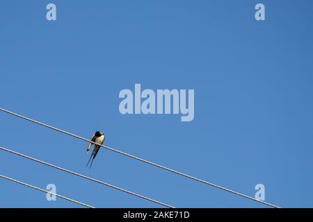 Schwalbe Vogel bei elektrischen Kabel sitzen. Rauchschwalbe auf einen Draht thront, gegen den blauen Himmel Hintergrund Stockfoto