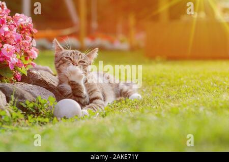 Graue Katze Spiel mit dem weißen Ball auf Gras. Kleine Kätzchen spielen mit Ball in den Garten. Graue Katze leckt Paw Stockfoto