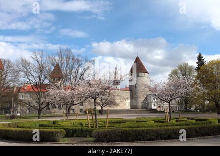 Blick auf Wände zum Schutz der Altstadt von Tallinn und St. Olaf Kirche. Tallinn Verteidigung Wand an der Feder Postkarte Stockfoto