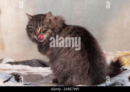Schöne Katze leckt Gesicht beim Essen Stockfoto