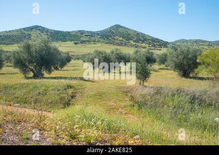 Olivenhaine. Fuente el Fresno, Ciudad Real Provinz, Castilla La Mancha, Spanien. Stockfoto