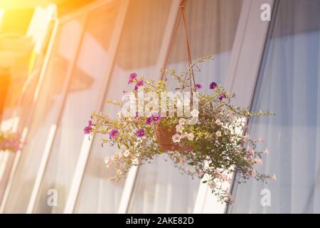 Ein äußere Korb gefüllt mit lebhaften rosa Petunien. Stockfoto