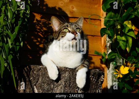 Ein inländischer Kurz behaarte tabby Katze suchen, während auf einem Baumstumpf im Englischen Garten sitzen. Stockfoto