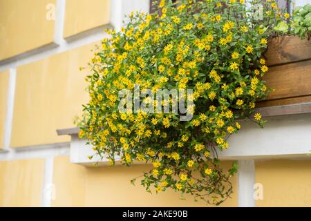 Der äußere Korb mit gelben Blumen. Stockfoto