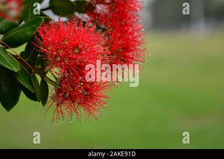 Pohutukawa Blumen mit Regentropfen fallen Stockfoto