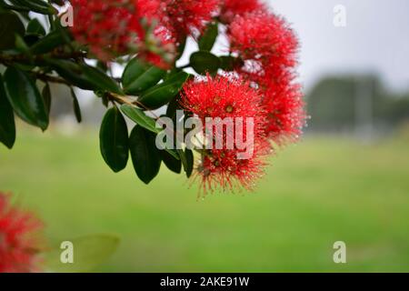 Pohutukawa Blumen mit Regentropfen fallen Stockfoto