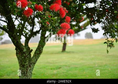 Pohutukawa Blumen mit Regentropfen im Nebel Stockfoto