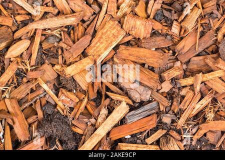 Pine Tree bark chip Hintergrund Textur. Nahaufnahme Stockfoto