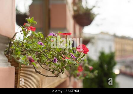 Der äußere Korb gefüllt mit leuchtend roten Petunien. Stockfoto