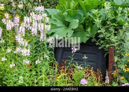 Kunststoffkomposter in einer überwucherten Gartenkompost-Pflanze Stockfoto