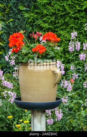 Kleingarten, Rotes Geranium Pelargonium im Keramiktopf-Blumenbehälter Stockfoto