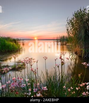 Sommer Landschaft. Bunte Himmel und bunten Wasser im See spiegeln. Morgen Licht und Wildblumen in Estland. Schönen Sommer Landschaft Hintergrund. Na Stockfoto