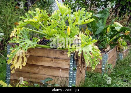 Drei Holzkomposter hintereinander, Allotment Garden Zucchini wachsen als Kompostpflanzen auf Stockfoto