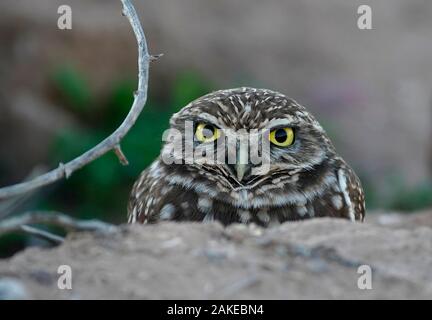 Eine grabende Owl ist im Arizona gesehen. Stockfoto