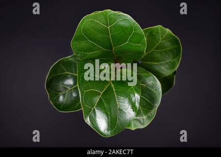 Grüne Geige blatt Bild' Ficus Lyrata" Pflanze mit großen Gesunde Blätter auf dunklen schwarzen Hintergrund Stockfoto