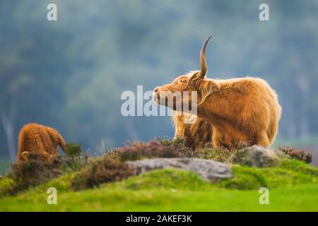 Ein Highland Kuh und Kalb Beweidung Moorland. Stockfoto