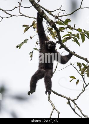 Skywalker hoolock Gibbon, (Hoolock tianxing) junge männliche, Xiangbai Berge, Yunnan, China. Stockfoto