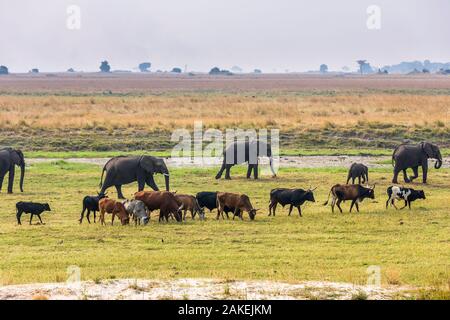 Herde der Afrikanischen Elefanten (Loxodonta africana) Beweidung mit Rindern, Chobe National Park in Botswana. Stockfoto