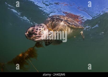 Grüne Meeresschildkröte (Chelonia mydas) verstrickt und ertrank in den Brazos Santiago Ship Channel, Isla Blanca Park, South Padre Island, Texas, USA, Mai. Stockfoto