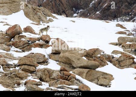 Wolf (Canis lupus) männlichen auf felsigen schneebedeckten Pisten. Ulley Tal im Himalaya, Ladakh, Indien. Stockfoto