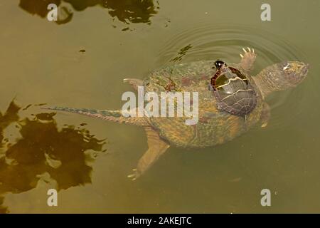 Snapping turtle (Chelydra serpentina) mit Gemalte Schildkröte (Chrysemys picta), die sich von Algen auf der Rückseite der Snapper, Maryland, USA. August. Stockfoto