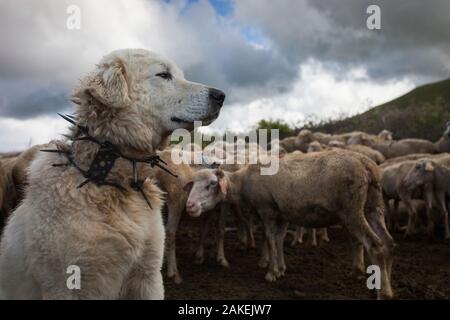 Maremma Schäferhund tragen traditionelle Anti-wolf Stachelhalsband, lokal als "vreccale" bekannt. Nationalpark Gran Sasso, Abruzzen, Italien, Juni. Stockfoto