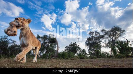 Löwin (Panthera leo) mit ihrem Jungen im Alter von 1-2 Monaten in den Mund, mit Fernbedienung Kamera genommen. Masai Mara National Reserve, Kenia. Stockfoto