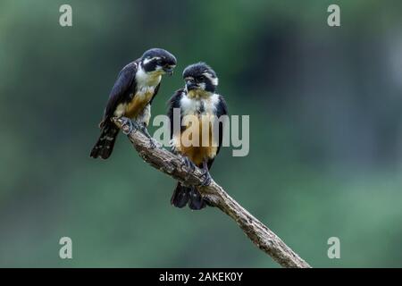 Schwarz-thighed falconet (Microhierax fringillarius) Paar, Mann auf der rechten Seite, links, Malaysia. Der weltweit kleinste Raubvogel, so groß wie ein Spatz. Stockfoto