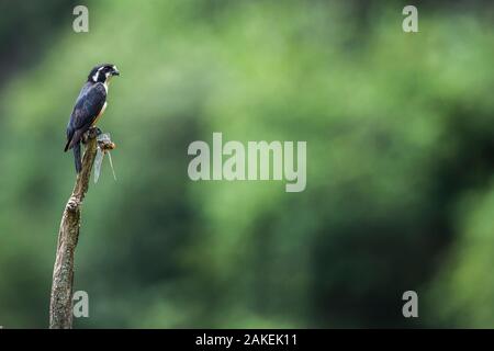 Schwarz-thighed falconet (Microhierax fringillarius) männlich, Malaysia. Mit dragonfly Beute. Der weltweit kleinste Raubvogel, so groß wie ein Spatz. Stockfoto