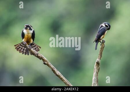 Schwarz-thighed falconet (Microhierax fringillarius) männlich weiblich Paar mit weiblichen ihre Federn, Malaysia auffächern. Stockfoto