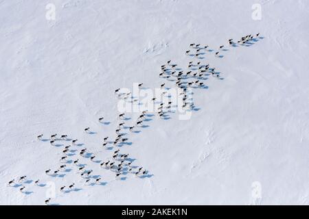 Luftaufnahme der sibirischen Tundra Rentiere (Rangifer tarandus sibiricus) Putoransky State Nature Reserve, Putorana Plateau, Sibirien, Russland Stockfoto