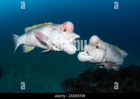 Asiatische Schafkopf lippfisch (Semicossyphus reticulatus) zwei reife Männer in der Zucht Färbung über Gebiet kämpfen. Niigata, Japan. Stockfoto