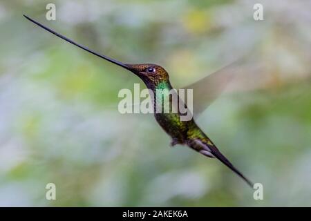 Schwert billed Hummingbird (Ensifera ensifera) im Flug, Guango, Napo, Ecuador. Stockfoto