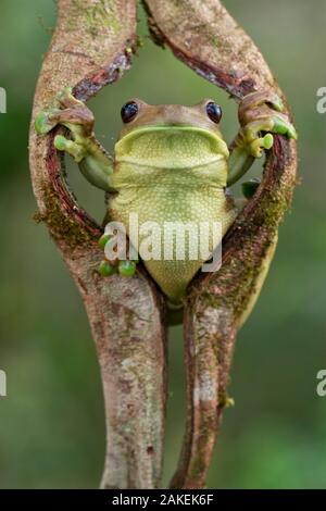 Milchstraße Laubfrosch (Trachycephalus typhonius) durch die Öffnung in der Rinde suchen, Yasuni Nationalpark, Orellana, Ecuador. Stockfoto