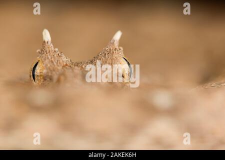 Horned adder (Bitis caudalis) Augen und Hörner, Swakopmund, Erongo, Namibia. Stockfoto