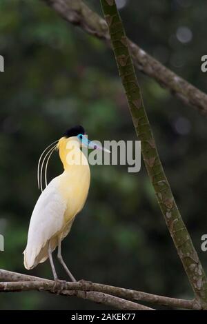 Heron (Pilherodius pileatus begrenzt) auf Ast sitzend, Yasuni Nationalpark, Orellana, Ecuador. Stockfoto