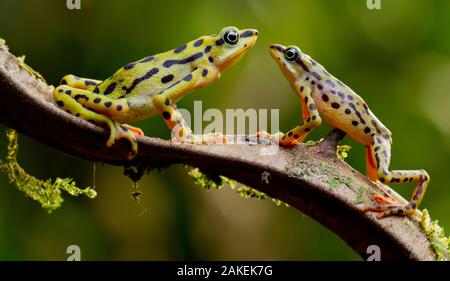 Rio pescado Harlekin Kröte (Atelopus balios) Paar auf Zweig, Weibchen auf der linken Seite, Azuay, Ecuador, kritisch gefährdeten Arten, möglicherweise ausgestorben. Stockfoto